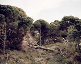 © Adam Jeppesen 'HR·Mljet·05·26·05' from 'Wake'