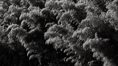 © Kirk Palmer 'Murmur' (Video still), 2006