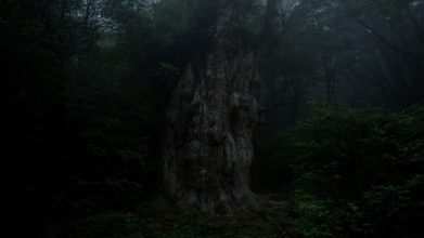 © Kirk Palmer, 'War's End: An Island of Remembrance' (Video Still), 2012 40 min. HD video installation with sound, colour