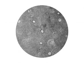 From the series Microcosms, B&amp;W print 80x60 cm © Effie Paleologou, 2014