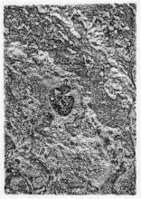 From the series Microcosms, rubbing 18x25 cm © Effie Paleologou, 2014