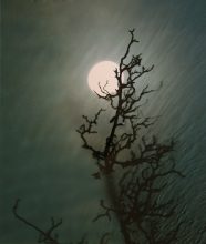 Full Moon Hawthorn, 2003 © Susan Derges Courtesy Purdy Hicks