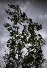 Rowan Cloud 2012. Digital C type print, 121.9 x 85.6 cm © Susan Derges, courtesy Purdy Hicks