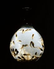 Vessel No.6, 2001 © Susan Derges Courtesy Purdy Hicks