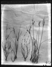 Edward James Salisbury, from box 1070 - 1079 Juncus tenuis &amp; Juncus bufonius, Arrochar 1928 - Plate n°1073