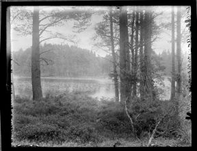 Edward James Salisbury, from box 1237-1249, Aviemore. Loch an Eilein with Nuphar pumila, plate n°1239
