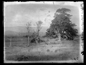 Edward James Salisbury, from box 1237-1249, Aviemore. Pinus silvestris [illeg.] Plate n°1245
