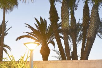 PalmTrees © Leslie Hakim-Dowek