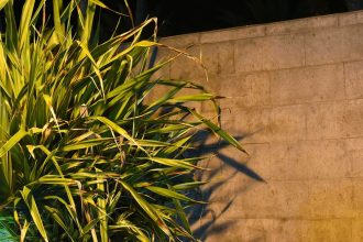 Yucca Plant © Leslie Hakim-Dowek
