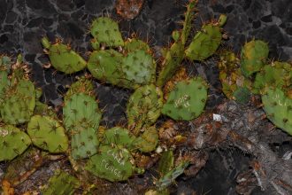 Cacti Names © Leslie Hakim-Dowek
