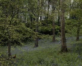Bluebells © Trish Morrissey 2017