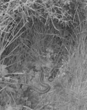 Sam Laughlin, 'Adders basking (Vipera berus)' from 'A Certain Movement'. Originally commissioned through the Jerwood/Photoworks Awards.