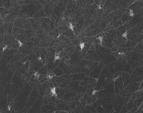 Sam Laughlin, 'Brown-tailed Moth (Euproctis chrysorrhoea)' from 'A Certain Movement'. Originally commissioned through the Jerwood/Photoworks Awards.