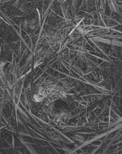 Sam Laughlin, 'Chiffchaff (Phylloscopus collybita)' from 'A Certain Movement'. Originally commissioned through the Jerwood/Photoworks Awards.