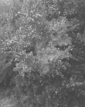 Sam Laughlin, 'Gorse Spider-mites (Tetranychus lintearius)' from 'A Certain Movement'. Originally commissioned through the Jerwood/Photoworks Awards.