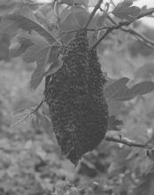 Sam Laughlin, 'Honeybee swarm (Apis mellifera)', from 'A Certain Movement'. Originally commissioned through the Jerwood/Photoworks Awards.
