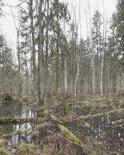 Axel Braun, Noxious Interference (Strona główna, Białowieski Park Narodowy / strictly protected area, Białowieża National Park), 2017 ©  Axel Braun 