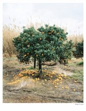 Eva  Leitolf, Orange  Grove,  Rosarno,  Italy  2010,  from 'Postcards  from  Europe',  2006–ongoing ©  Eva  Leitolf