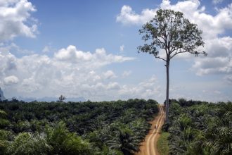 6/2/2016. A lone tree is the last remaining evidence of the rainforest in a palm oil plantation in East Kalimantan, Indonesia. © Charlie Bibby