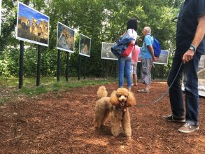 Michael Nichols, 'Wild' Image: Corinne Whitehouse, at La Gacilly Festival 2018