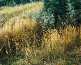 Infra Ordinaire Habitat – Element #3 by Stephen Gill 