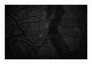 Mametz Wood © Rob Hudson 