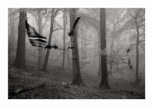 Malevolence © Stephen Segasby 