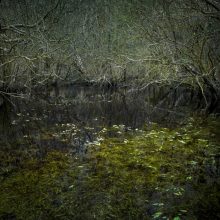 Half Light 4, 2016 © Ellie Davies 