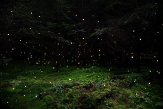 Stars 5, 2014 © Ellie Davies 