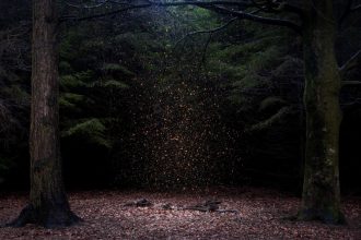 Stars 8, 2014 © Ellie Davies 