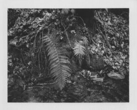 From 'VISCERA' © Cyrus Mahboubian 