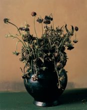 Sharon Core. 1886 (from the series 1606‐1907) 2010 © Sharon Core 