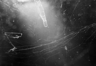 A revolution of stardust © Yvette Monahan