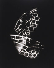 Wing, gelatin silver print 1998 © Brenton Hamilton
