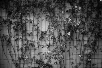 © Valeria Luongo