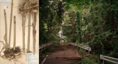 'Tree and Soil' by Robert Knoth & Antoinette de Jong, published by Hartmann Books.