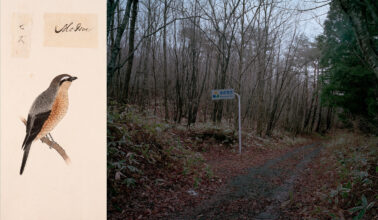 'Tree and Soil' by Robert Knoth & Antoinette de Jong, published by Hartmann Books.