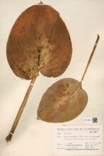 'Tree and Soil' by Robert Knoth & Antoinette de Jong, published by Hartmann Books.