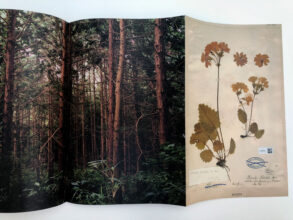 'Tree and Soil' by Robert Knoth & Antoinette de Jong, published by Hartmann Books.