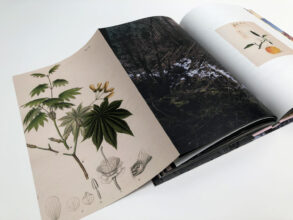 'Tree and Soil' by Robert Knoth & Antoinette de Jong, published by Hartmann Books.
