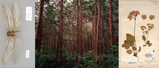 'Tree and Soil' by Robert Knoth & Antoinette de Jong, published by Hartmann Books.