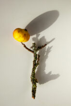 Forbidden Fruit (Queer) from The Spots That Never Went © Roelof Bakker