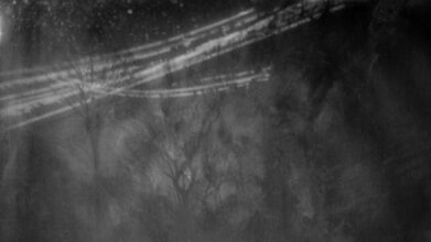 Woods / Star © Maga Esberg