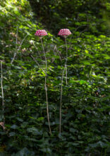 Magic Hour, Muffin Stools © Iryna Baklan