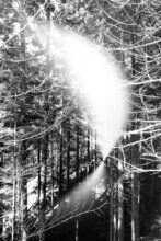 The next era (Nature), 2019, digital painting, print on plexiglas 140x105x4 cm © Mariella Bettineschi