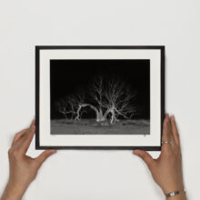 Sophy Rickett, Lightning Tree (2019)