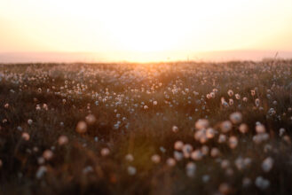 Lockdown Walk at Dawn © Holly Wade