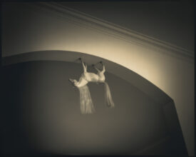 Horse © Max Kellenberger