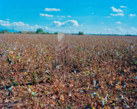 Look up to the cotton skies, 2020, Chromogenic Print © Wen-Hang Lin