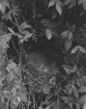 Blackbird (Turdus merula) © Sam Laughlin
